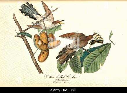 Yellow-billed Kuckuck. 1. Männlich. 2. Frau. (Papaya Baum. [Porcelia triloba])., Audubon, John James, 1785-185 Neuerfundene Stockfoto