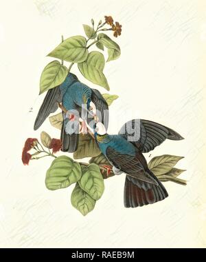 White-headed Dove, oder Taube. 1. Männlich. 2. Frau. (Cordia sebestina.), Audubon, John James, 1785-1851 neu konzipiert Stockfoto