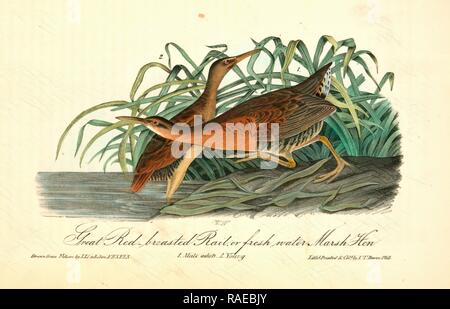 Große Rote-breasted Schiene, oder Süßwasser-Sumpf Hen-Water-Schiene. 1. Männliche Erwachsene. 2 Junge., Audubon, John James, 1785-185 Neuerfundene Stockfoto