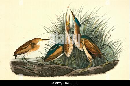 Mindestens Rohrdommel. 1. Männlich. 2. Frau. 3. Junge., Audubon, John James, 1785-1851 Neuerfundene durch Gibon. Klassische Kunst mit einem Neuerfundene Stockfoto