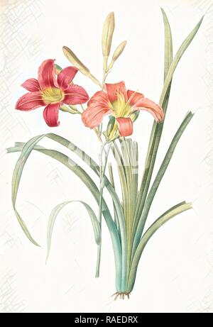 Hemerocallis fulva, Hemerocallie fauve, Tawny Tag Lily, orange Daylily, gemeinsamen Tag Lily, Redouté, Pierre Joseph, 1759 überarbeitet Stockfoto