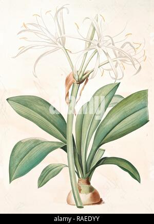 Pancratium fragrans, Hymenocallis sp., Pancrace Geruchsstoff, Spider Lily, Redouté, Pierre Joseph, 1759-1840, les Neuerfundene Stockfoto