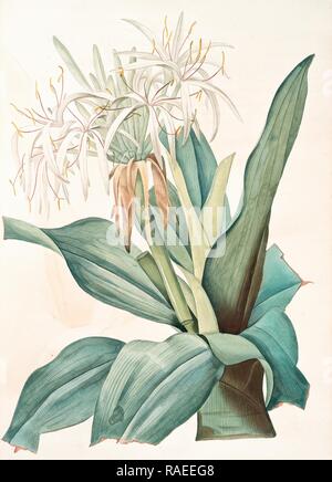 Crinum asiaticum, Crinum d'Asie, Gift, Birne, Redouté, Pierre Joseph, 1759-1840, Les liliacees, 1802 - 181 Neuerfundene Stockfoto