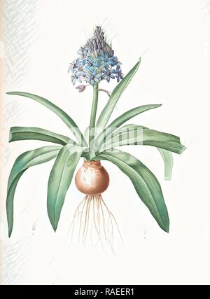 Scilla rubro, Scille de Pérou, Kubanische Lilie oder Peruanischen Hyazinth, Redouté, Pierre Joseph, 1759-1840, Les liliacees Neuerfundene Stockfoto