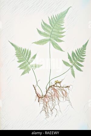 Polypodium Phegopteris. Der Berg polypody, oder Buche Farn, Bradbury, Henry Riley (1821-1887), (Illustrator), 1857 überarbeitet Stockfoto