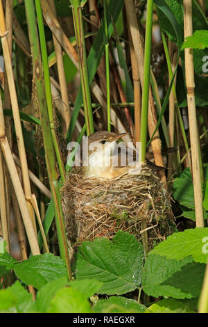 Teichrohrsänger (Acrocephalus scirpaceus) auf sein Nest, Großbritannien. Stockfoto