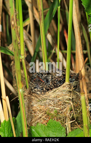 Kuckuck (Cuculus canorus) Parasit 10 Tage alt, UK. Stockfoto