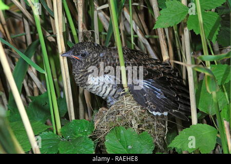 Kuckuck (Cuculus canorus) Parasiten auf seine Wirte Nest, UK. Stockfoto