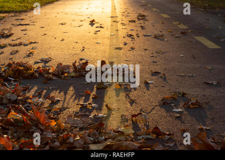 Zyklus/Fußgängerzone Trail im Sonnenuntergang. Laub auf der Oberfläche. Kopieren Sie Platz. Stockfoto