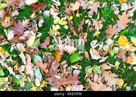 Verschiedene Arten von Blättern auf Gras im Herbst gefallen Stockfoto