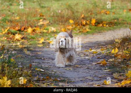 Beautifu cocker spaniel läuft im Park Stockfoto