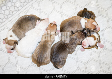 Gesunde Wurf neugeborener 3 Tage alter Bulldog-Welpen Stockfoto