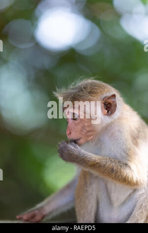 Eine junge Toque Macaque in Sigiriya Felsen Festung in Sri Lanka. Stockfoto