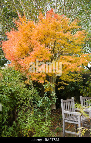Acer Palmatum senkaki Stockfoto