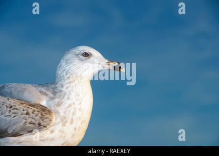 Silbermöwe (Larus argentatus), Porträt, Nahaufnahme, gegen den blauen Himmel, Lauvsness, Flatanger, Norwegen Stockfoto