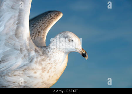 Silbermöwe (Larus argentatus), Porträt, Nahaufnahme, Lauvsness, Flatanger, Norwegen Stockfoto