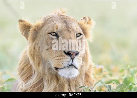 Männliche Löwe (Panthera leo) Porträt, Ngorongoro Conservation Area, Tansania. Stockfoto