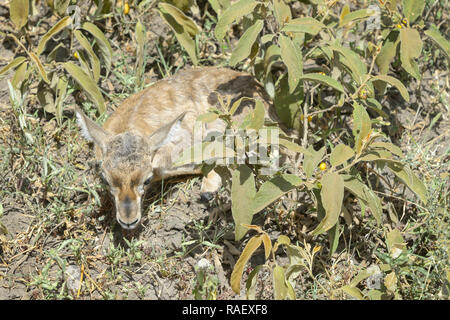 Thomson's Gazelle (Eudorcas Thomsonii) new born baby versteckt im Gras, Ngorongoro Krater Nationalpark, Tansania Stockfoto