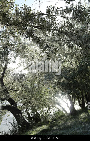 Einige Bäume mit weissen wolligen Blumen auf einer Promenade in der Nähe des Ebro, im Frühling, mit Hintergrundbeleuchtung, in Zaragoza, Aragon, Spanien Stockfoto