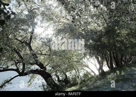 Einige Bäume mit weissen wolligen Blumen auf einer Promenade in der Nähe des Ebro, im Frühling, mit Hintergrundbeleuchtung, in Zaragoza, Aragon, Spanien Stockfoto