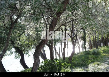 Einige Bäume mit weissen wolligen Blumen auf einer Promenade in der Nähe des Ebro, im Frühling, mit Hintergrundbeleuchtung, in Zaragoza, Aragon, Spanien Stockfoto