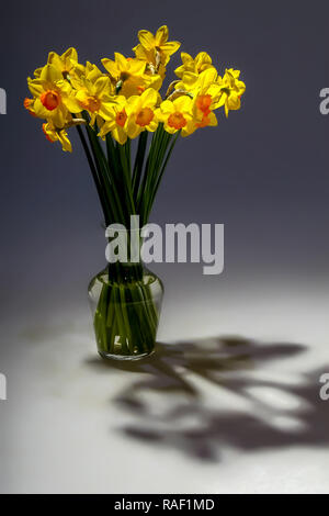 Gelbe Narzissen. Narzissen auf grauem Hintergrund. Natur Blumen. Garten Blumen. Gelbe Narzisse Blumen in Vase auf dunklem Hintergrund. Stockfoto