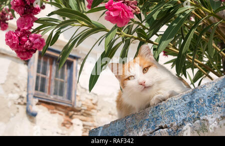 Süße orange und weiße Katze peering unten von einer Wand mit Oleander Blumen in einem griechischen Dorf, Kykladen, Griechenland Stockfoto