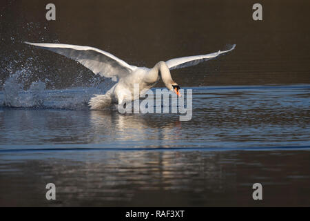 Höckerschwan Landung auf Wasser Stockfoto