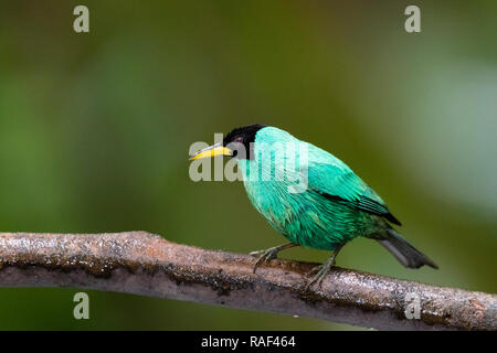 Grüne honeycreeper in Costa Rica Regenwald Stockfoto