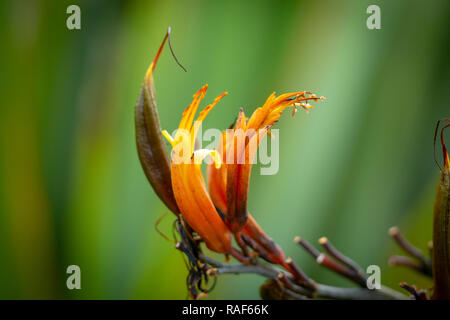 Neuseeland Flachs Blume Nahaufnahme Stockfoto
