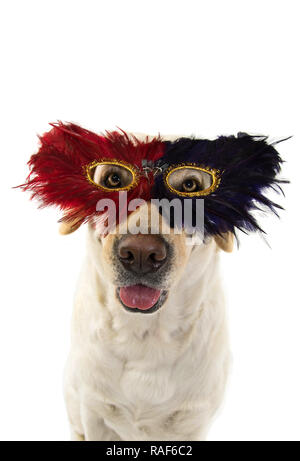 Hund MARDI GRAS FEDER MASKE. Lustige LABRADOR MIT EINEM PLUME KARNEVAL AUGENMASKE. Isolierte SHOT vor weißem Hintergrund. Stockfoto