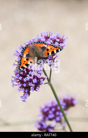 Nymphalis urticae. Kleiner Fuchs Schmetterling auf Verbena bonariensis Blumen in einen englischen Garten. Großbritannien Stockfoto