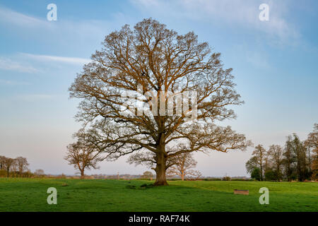 Quercus robur. Eiche im Frühjahr in der englischen Landschaft. Könige Sutton, Northamptonshire. UK. Stockfoto