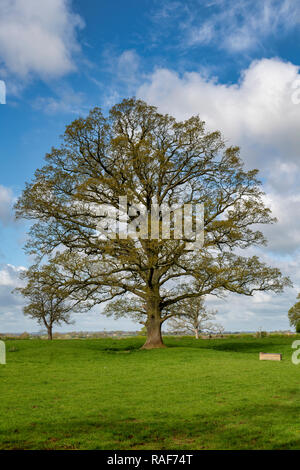 Quercus robur. Eiche im Frühjahr in der englischen Landschaft. Könige Sutton, Northamptonshire. UK. Stockfoto