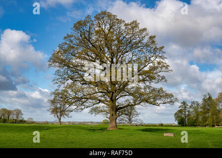 Quercus robur. Eiche im Frühjahr in der englischen Landschaft. Könige Sutton, Northamptonshire. UK. Stockfoto