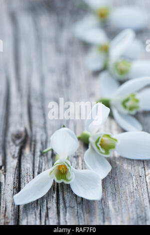 Schneeglöckchen auf hölzernen Hintergrund Stockfoto