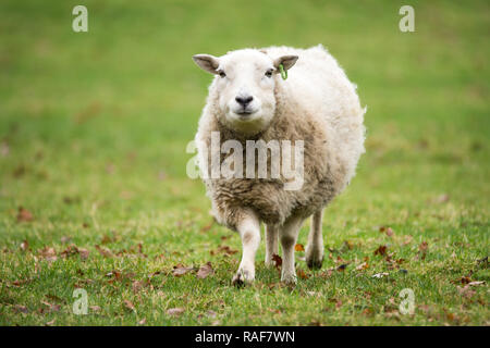 Porträt von einem Schaf, uralte Rasse, Brecon Beacons National Park Stockfoto