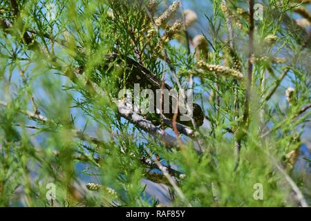 Mediterrane Chamäleon, Chamaeleo chamaleon, Wandern unter Vegetation der Afrikanischen Tamariske und Cape Sauerampfer, einem maltesischen eingebürgerten gebietsfremden Arten Stockfoto