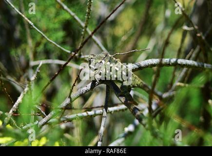 Mediterrane Chamäleon, Chamaeleo chamaleon, Wandern unter Vegetation der Afrikanischen Tamariske und Cape Sauerampfer, einem maltesischen eingebürgerten gebietsfremden Arten Stockfoto