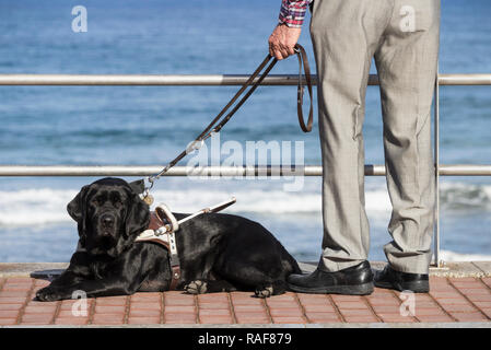 Älterer Mann mit schwarzen Labrador Hund. Stockfoto