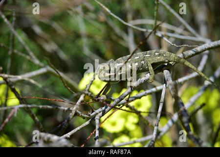 Mediterrane Chamäleon, Chamaeleo chamaleon, Wandern unter Vegetation der Afrikanischen Tamariske und Cape Sauerampfer, einem maltesischen eingebürgerten gebietsfremden Arten Stockfoto