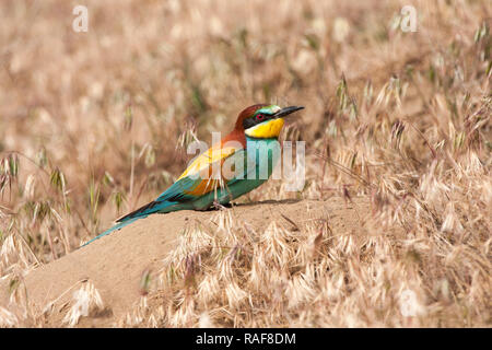 Gemeinsame Bienenfresser (merops Apiaster) Spanien Stockfoto