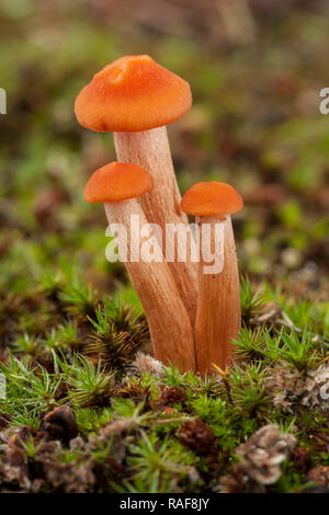 Kleine Pilze wachsen Orangen zwischen Moos, Lacaria laccata Stockfoto