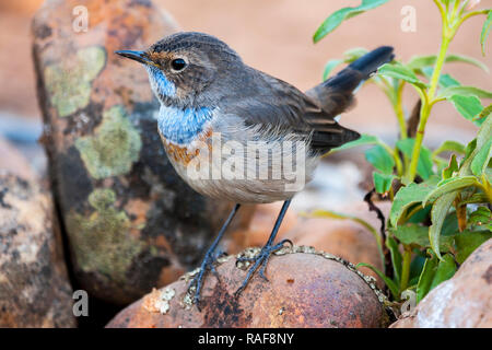 Soor Nachtigall (Luscinia svecica) am Rande des Wassers gehockt Stockfoto