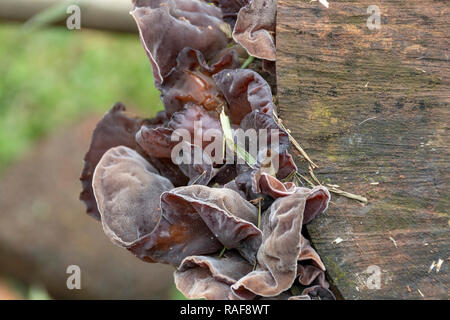 Eine Nahaufnahme Vorderansicht der Pilz wächst auf der Seite von einem Baumstumpf im Garten Stockfoto