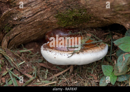 Eine Nahaufnahme Vorderansicht der Pilz wächst auf der Seite von einem Baumstumpf im Garten Stockfoto