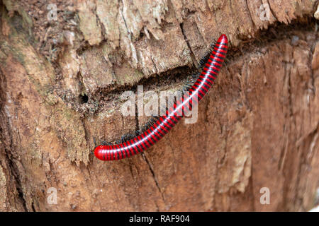 Eine Nahaufnahme eines roten und schwarzen strpped Tausendfüßler auf einem Baumstumpf im Garten Stockfoto