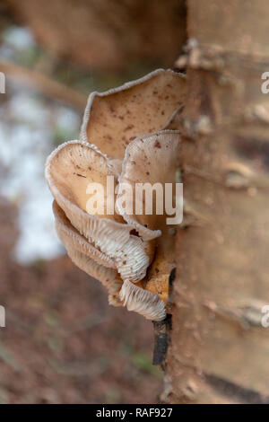 Eine Nahaufnahme Vorderansicht der Pilz wächst auf der Seite von einem Baumstumpf im Garten Stockfoto