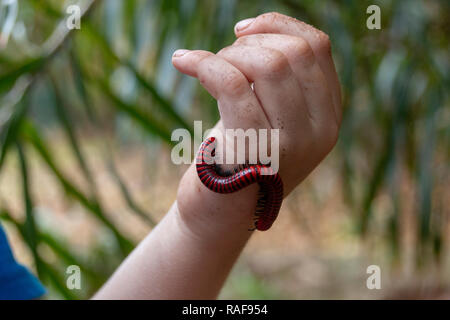 Eine Nahaufnahme von einem tausendfüssler kriecht auf einen kleinen childs Hand im Garten Stockfoto