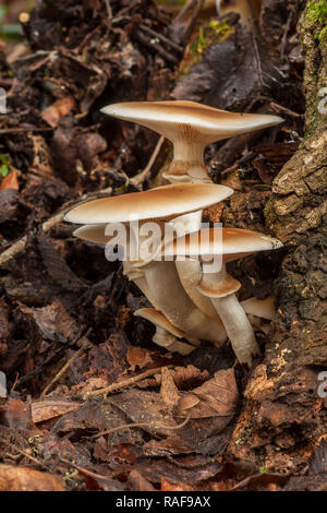 Agrocybe aegerita. wächst auf einem Toten anmelden Stockfoto